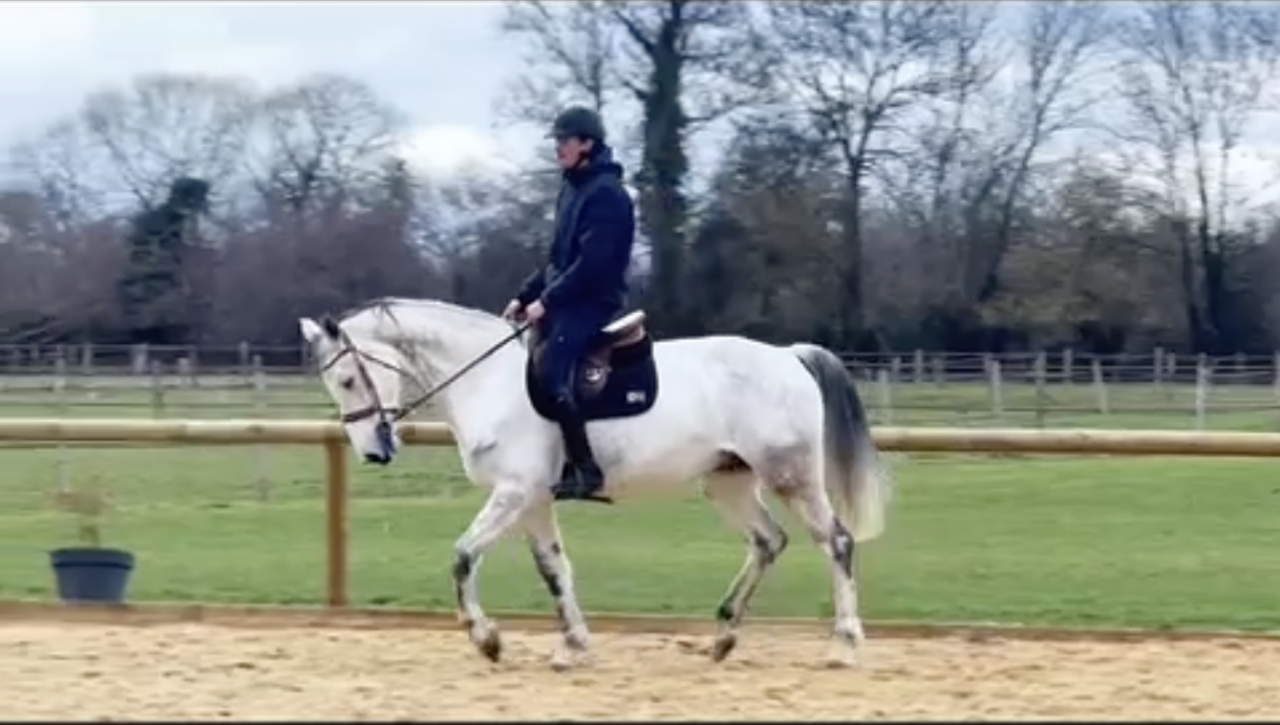 Castrone KWPN Cavallo da Sport Neerlandese In vendita 2015 Grigio ,  FABRIANO VDL