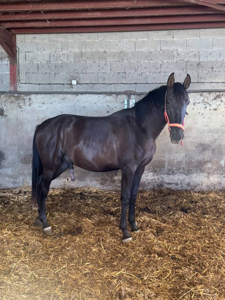 Puledro PRE Andaluso In vendita 2024 Nero ,  Bethel