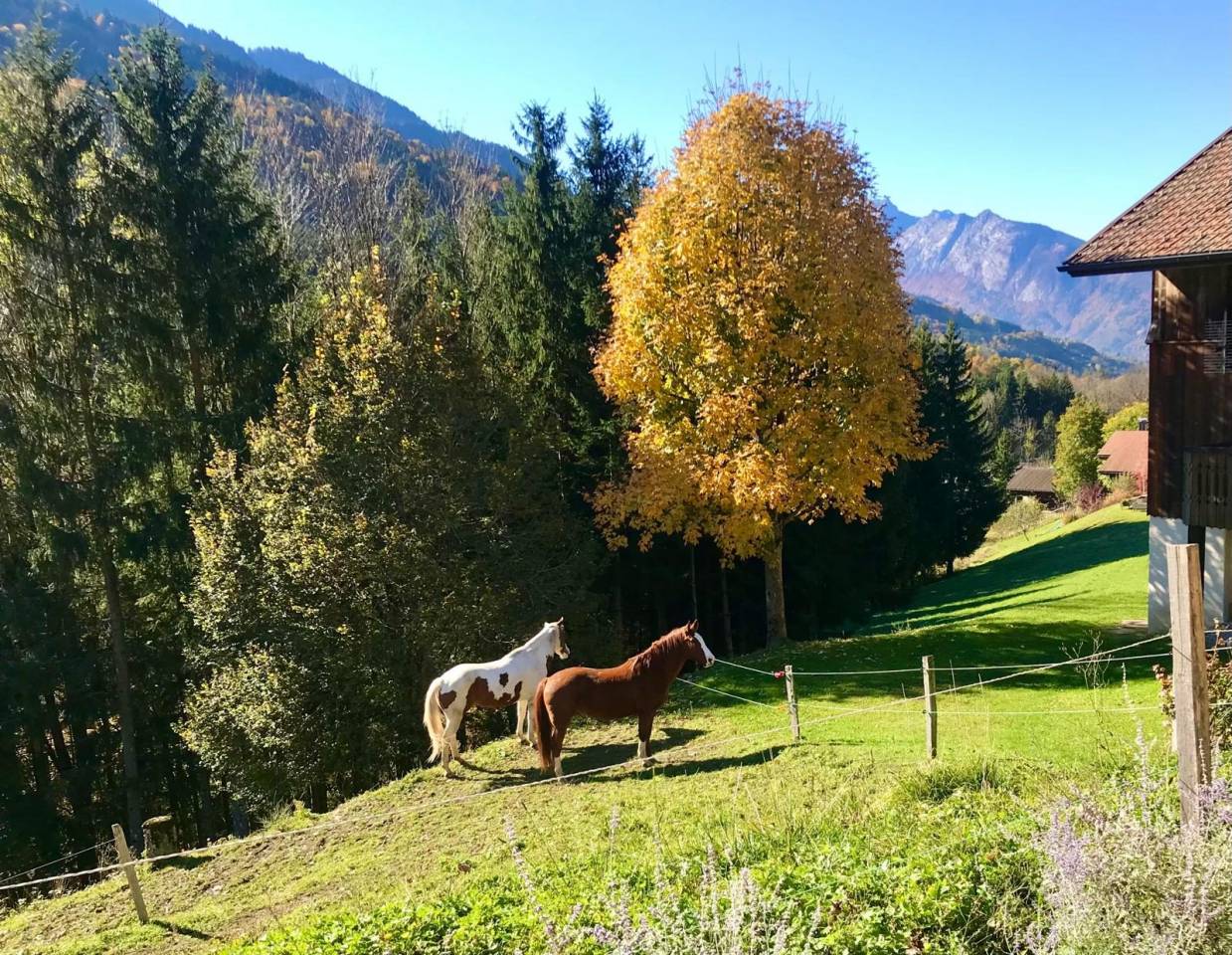 Propriet&agrave; equestre In vendita Haute-Savoie