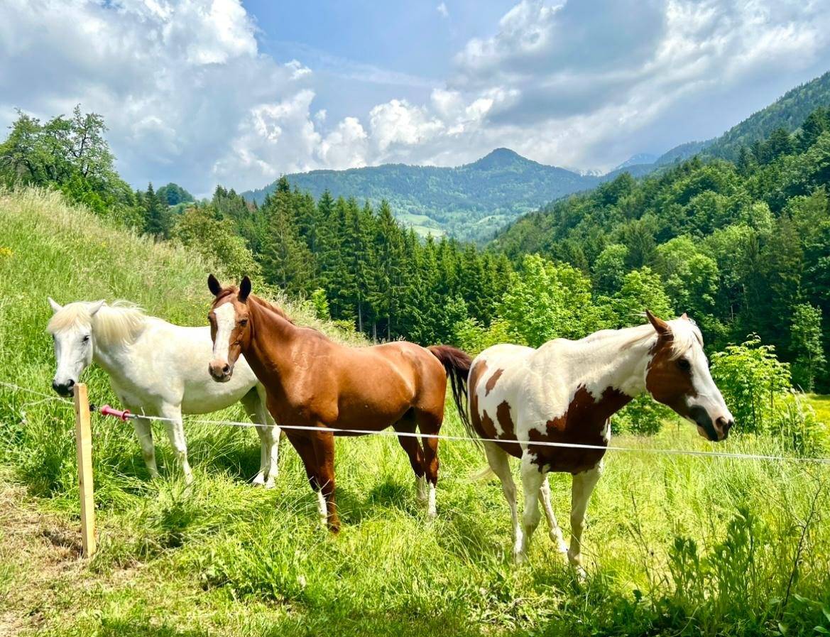 Propriet&agrave; equestre In vendita Haute-Savoie