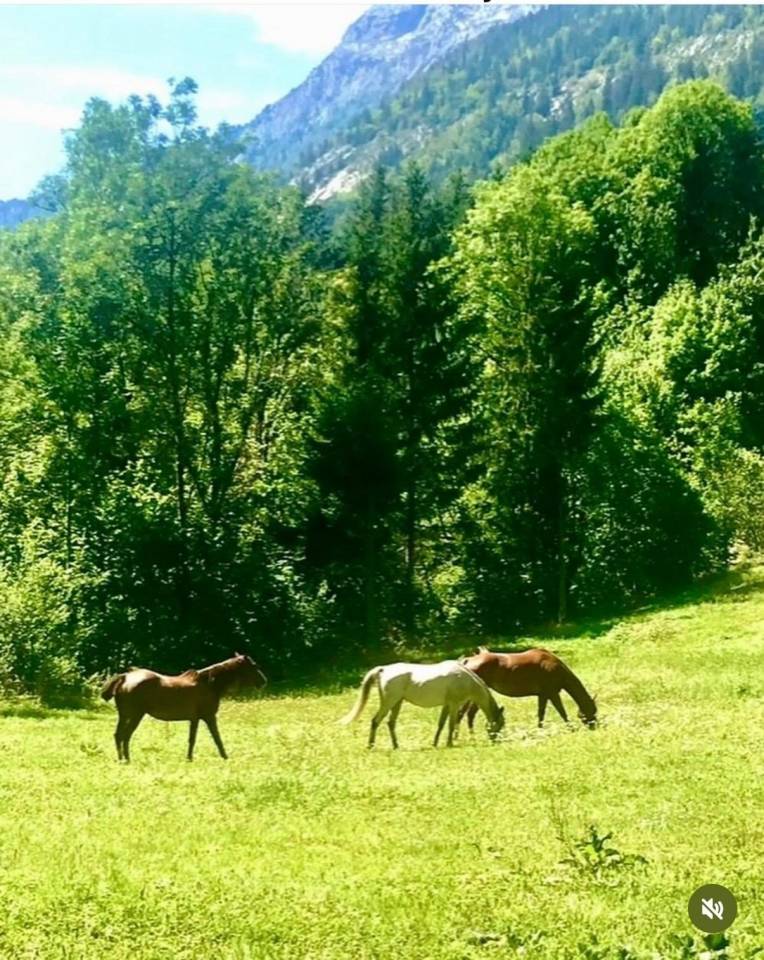 Propriet&agrave; equestre In vendita Haute-Savoie