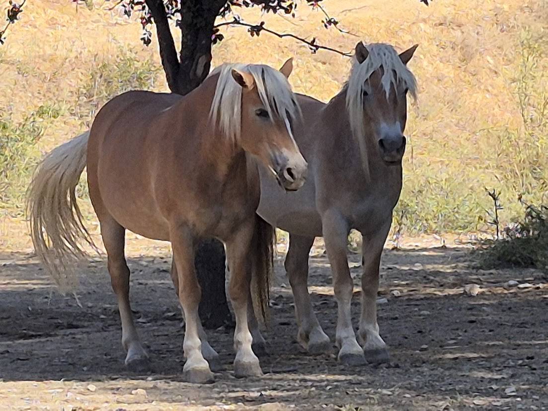 Cavalla Haflinger In vendita 2014 Sauro