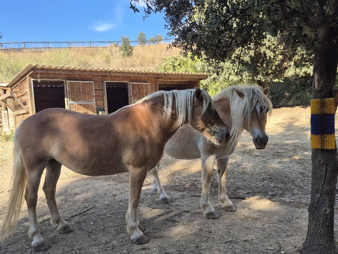 Cavalla Haflinger In vendita 2014 Sauro
