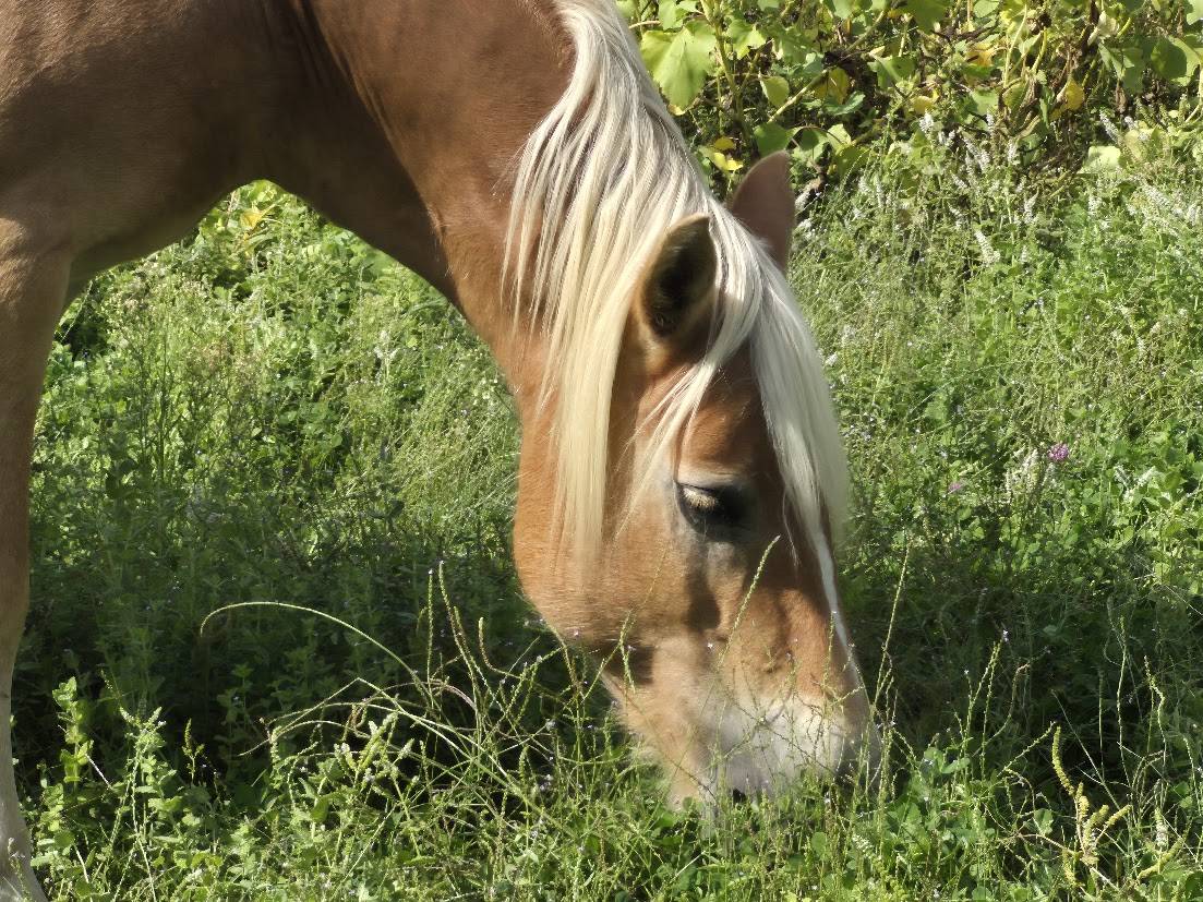 Cavalla Haflinger In vendita 2014 Sauro
