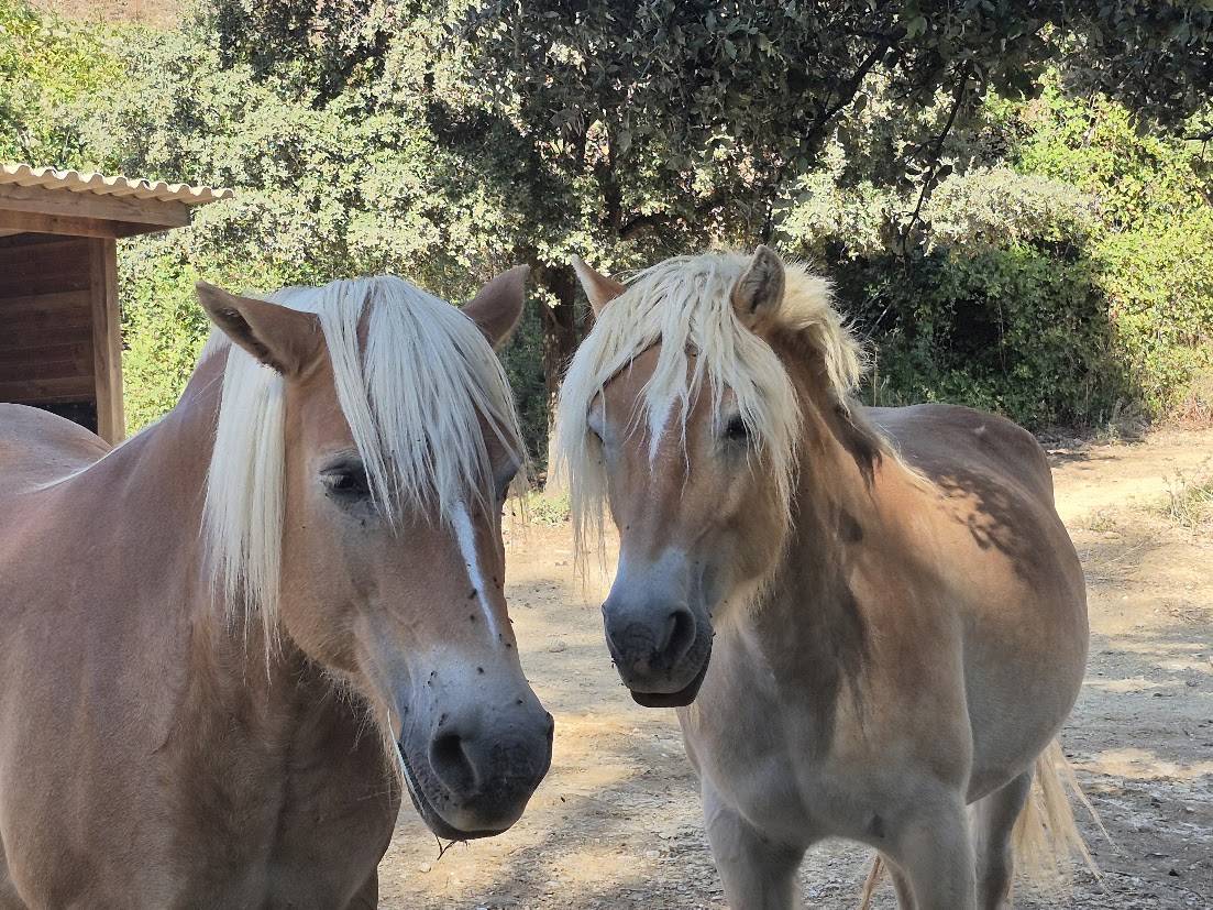 Cavalla Haflinger In vendita 2014 Sauro