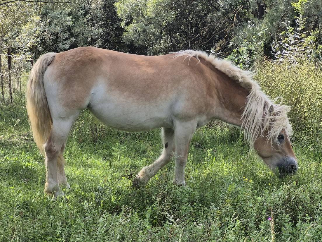 Cavalla Haflinger In vendita 2014 Sauro