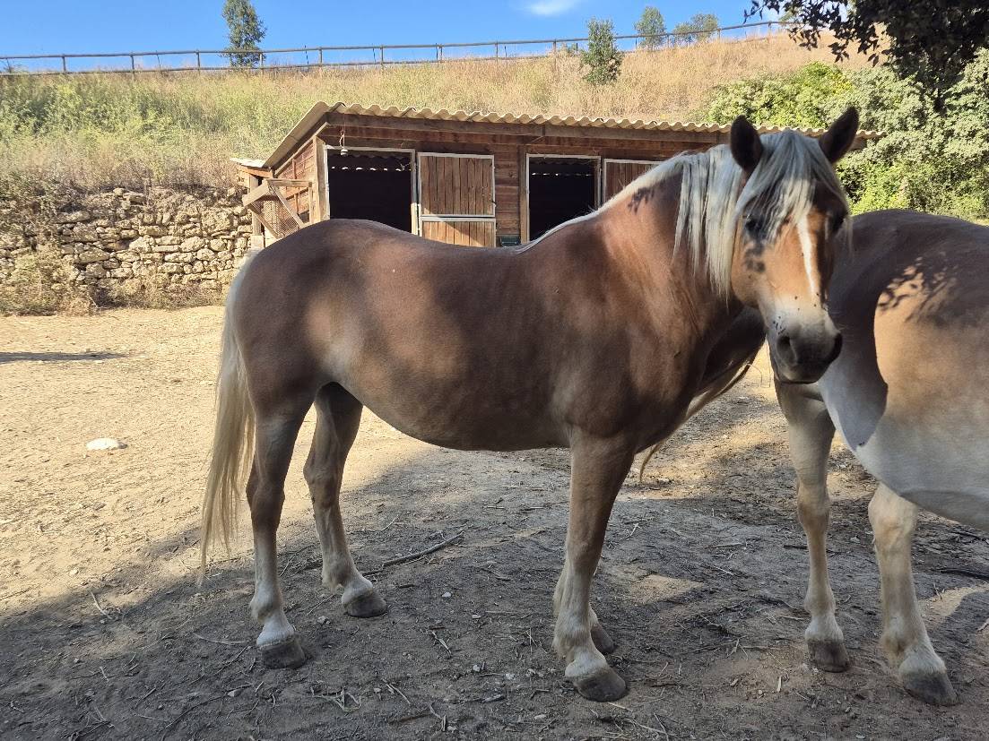 Cavalla Haflinger In vendita 2014 Sauro