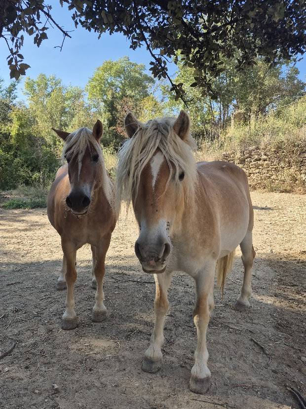 Cavalla Haflinger In vendita 2014 Sauro