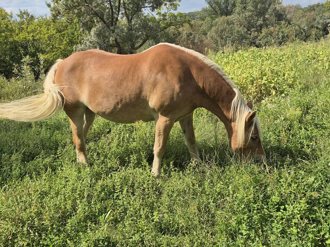 Cavalla Haflinger In vendita 2014 Sauro