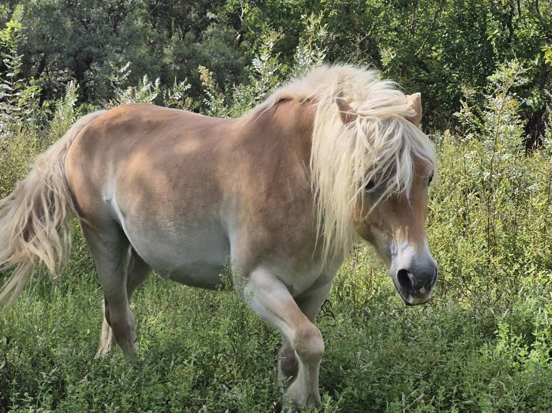 Cavalla Haflinger In vendita 2014 Sauro