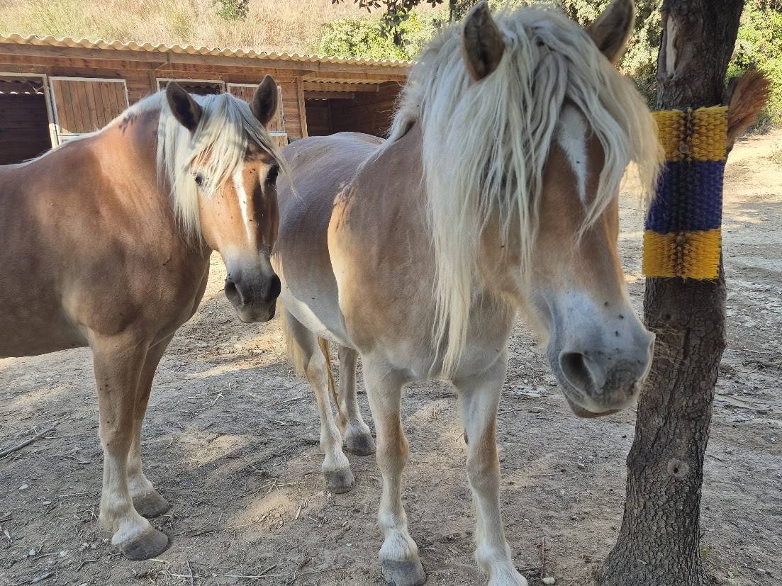 Cavalla Haflinger In vendita 2014 Sauro