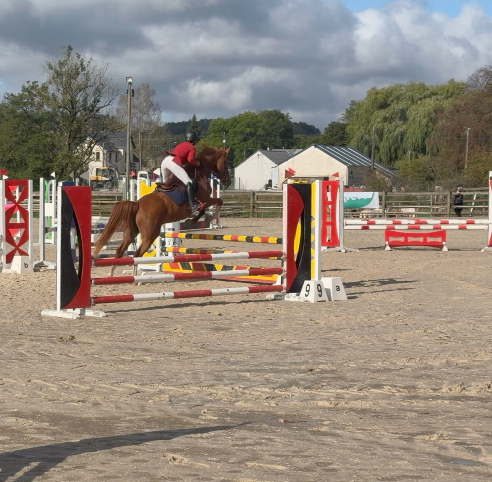 Cavalla sBs Cavallo da Sport Belgio In vendita 2022 Sauro ,  Matisse de mariposa