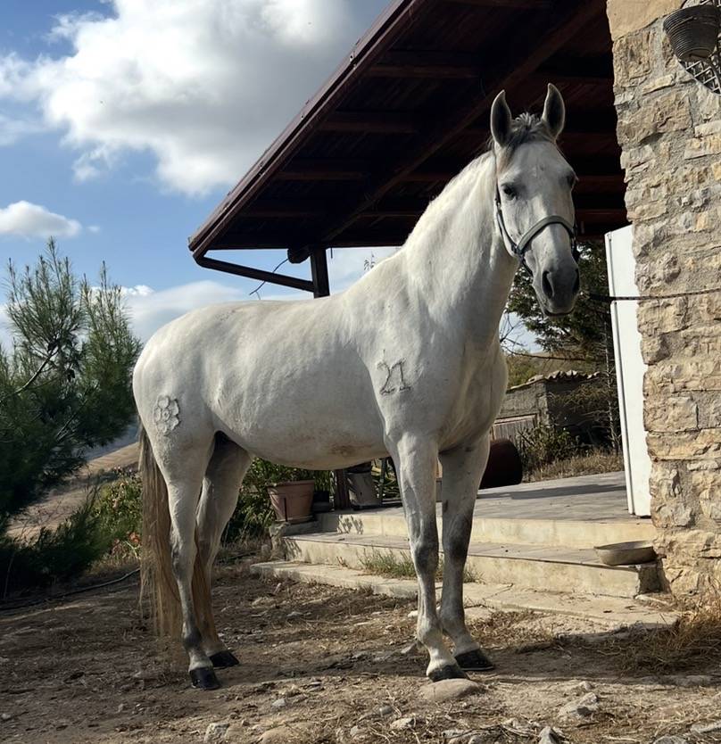 Vendo cavalla andalusa PRE ANCCE di 5  anni