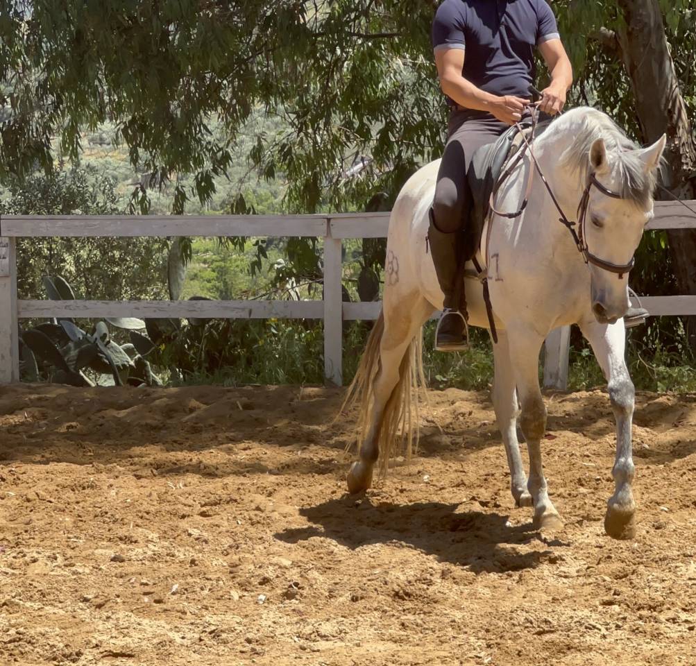 Vendo cavalla andalusa PRE ANCCE di 5  anni