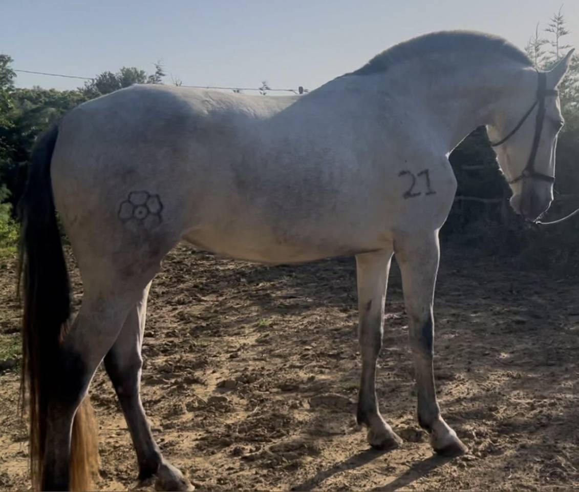 Vendo cavalla andalusa PRE ANCCE di 5  anni