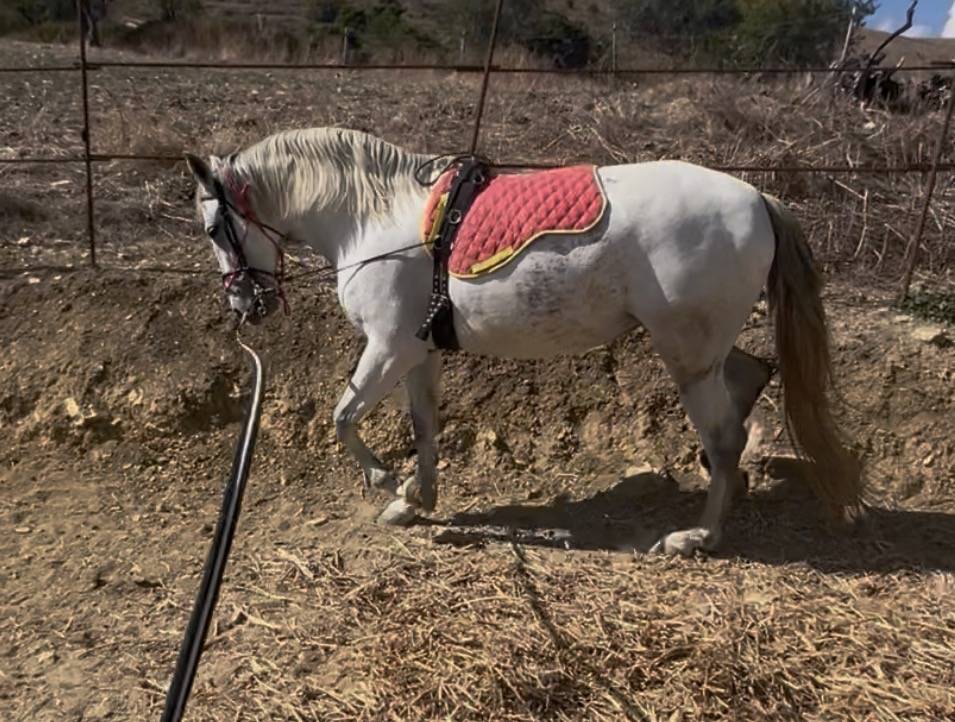 Vendo cavalla andalusa PRE ANCCE di 5  anni