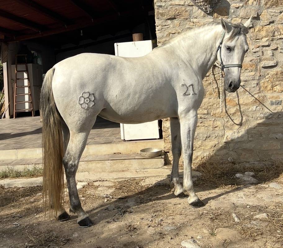 Vendo cavalla andalusa PRE ANCCE di 5  anni