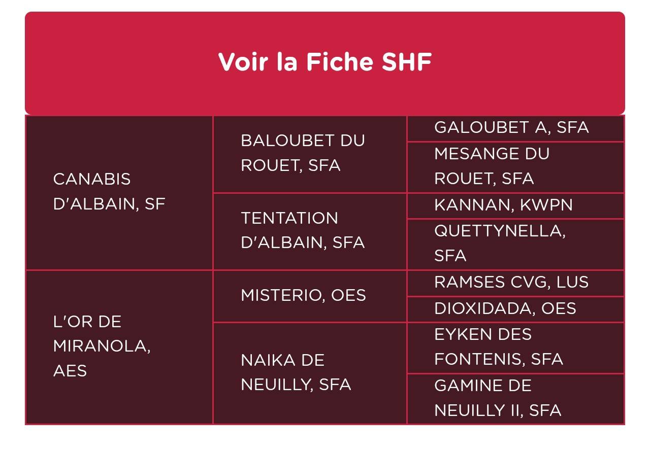 Puledra Sella Francese In vendita 2026 Sauro