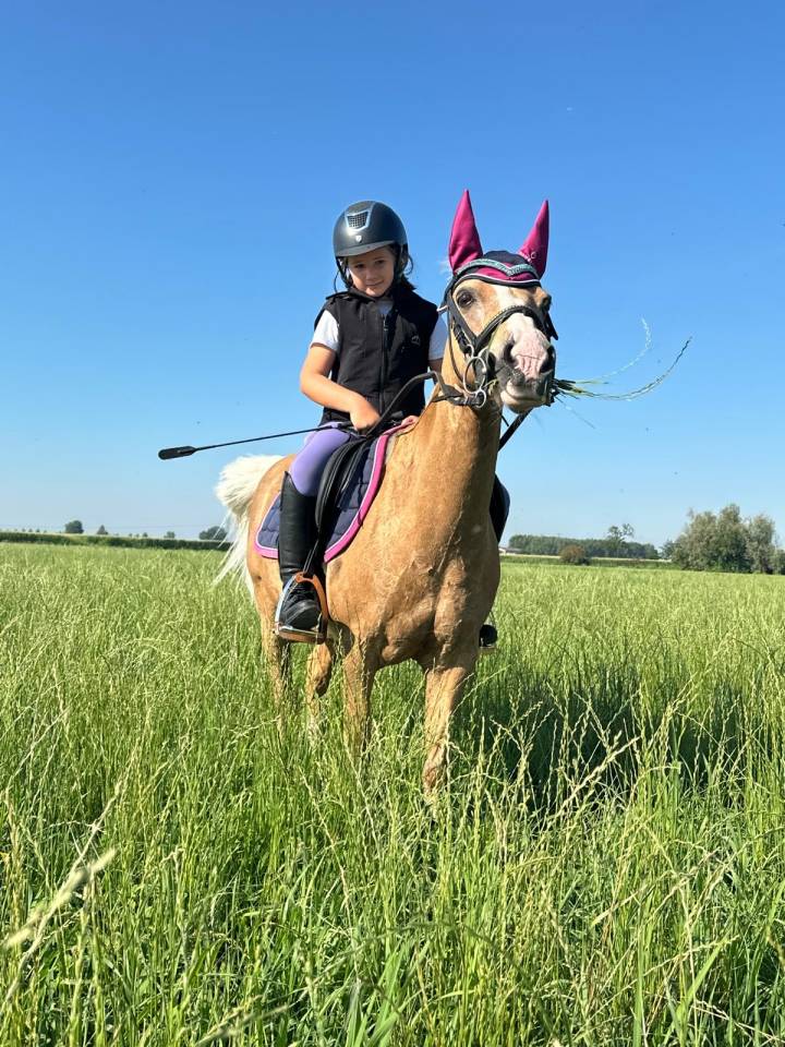 Pony Welsh in Vendita