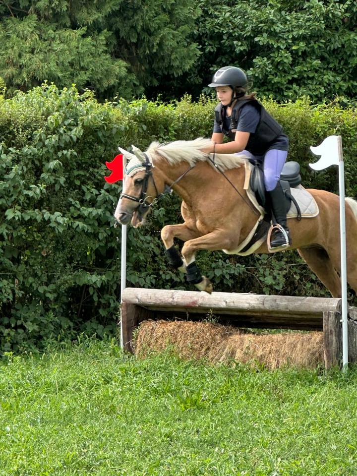 Pony Welsh in Vendita