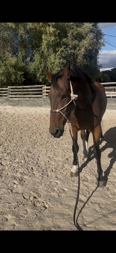 Castrone sBs Cavallo da Sport Belgio In vendita 2018 Baio ,  TOULON