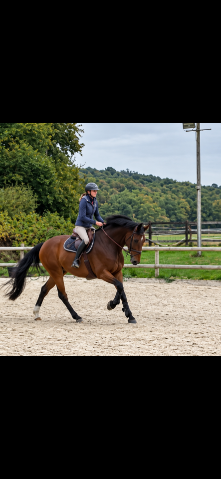 Castrone sBs Cavallo da Sport Belgio In vendita 2018 Baio ,  TOULON