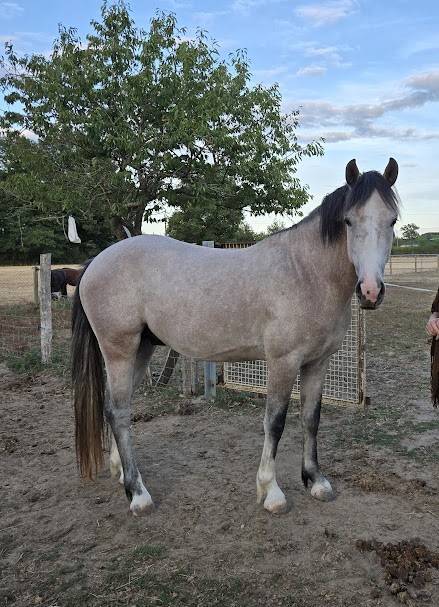 Intero PFS Pony Francese da Sella In vendita 2022 Grigio ,  IDIVADAHO DE BLONDE PFSS