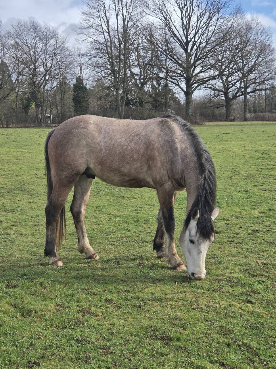 Intero PFS Pony Francese da Sella In vendita 2022 Grigio ,  IDIVADAHO DE BLONDE PFSS