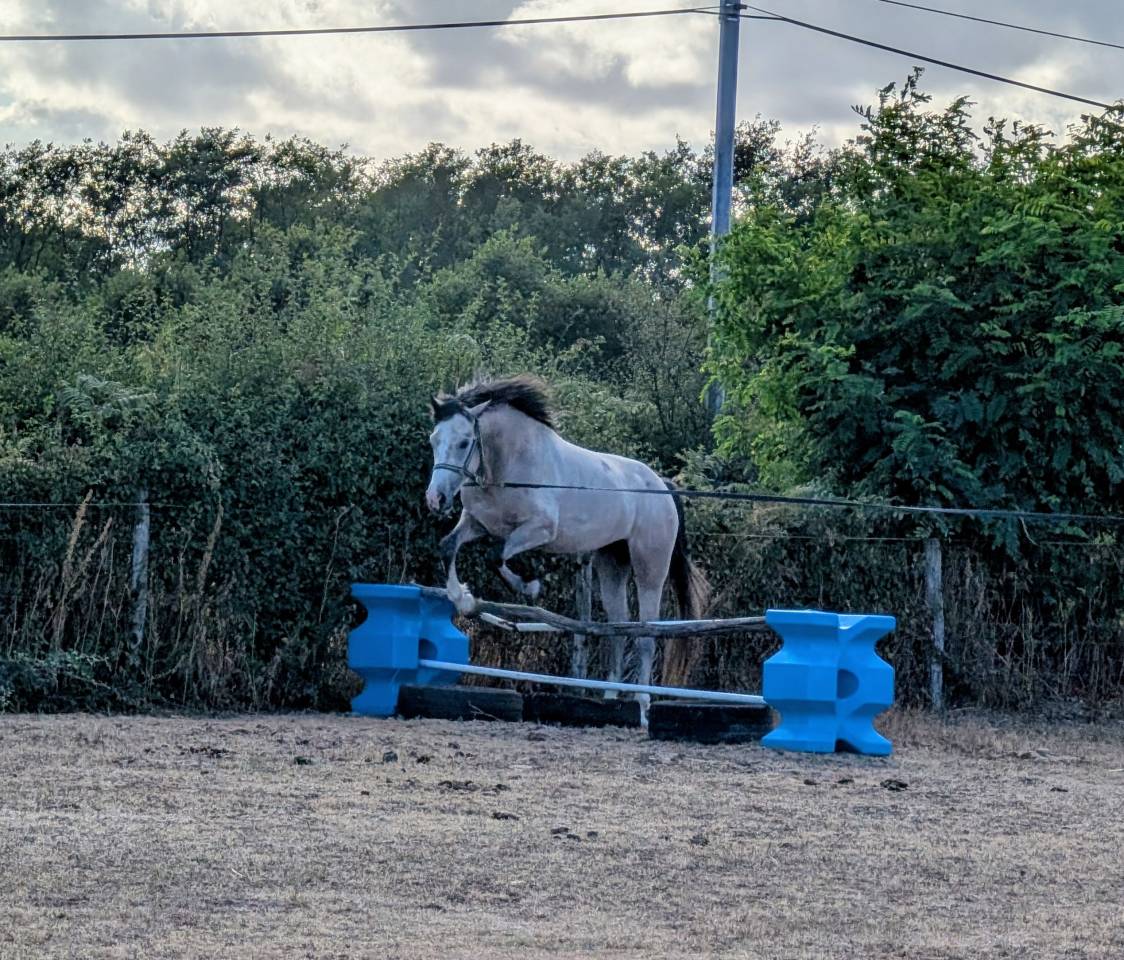 Intero PFS Pony Francese da Sella In vendita 2022 Grigio ,  IDIVADAHO DE BLONDE PFSS