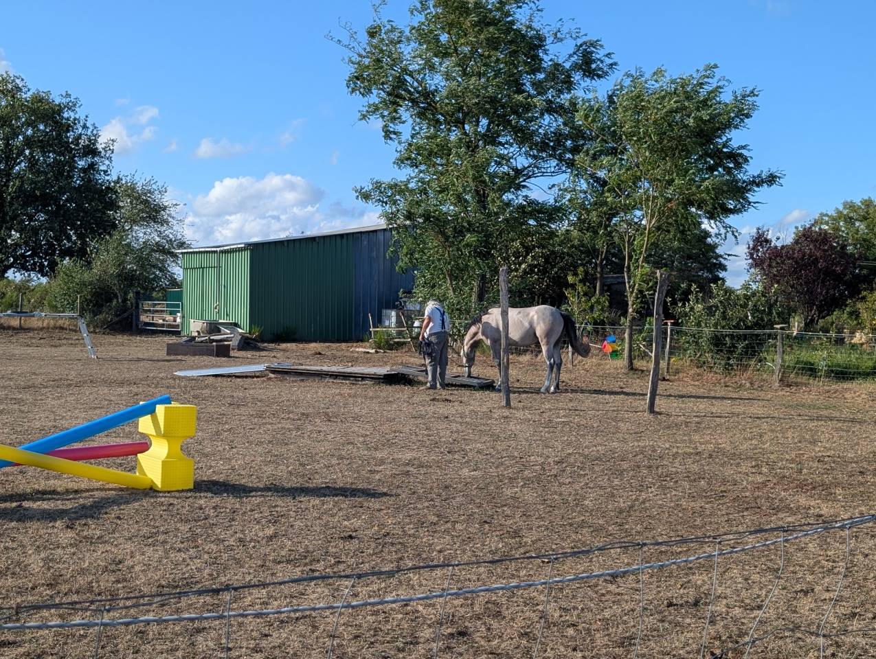 Intero PFS Pony Francese da Sella In vendita 2022 Grigio ,  IDIVADAHO DE BLONDE PFSS