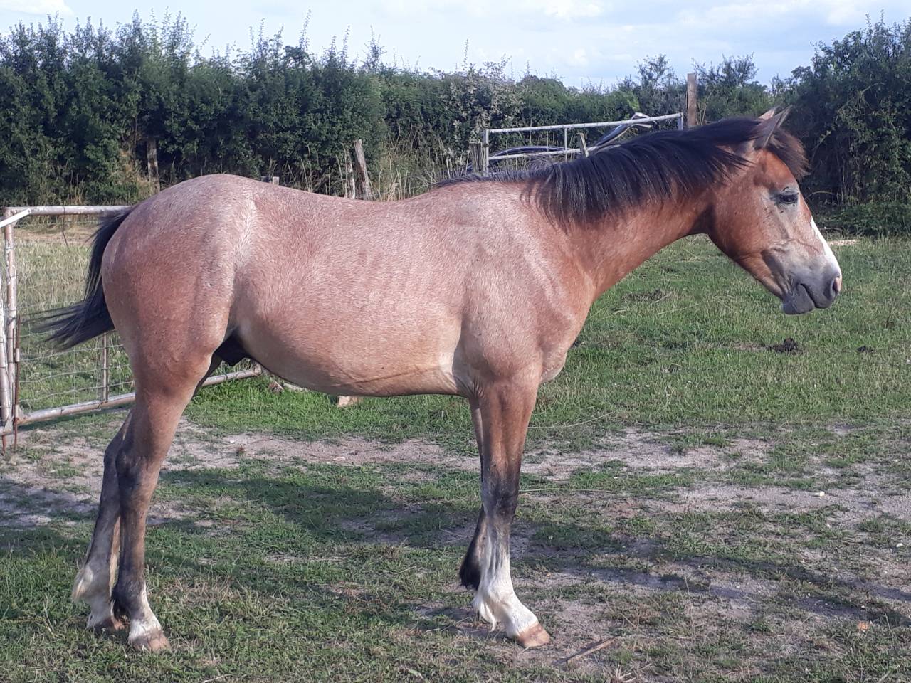 Intero PFS Pony Francese da Sella In vendita 2022 Grigio ,  IDIVADAHO DE BLONDE PFSS