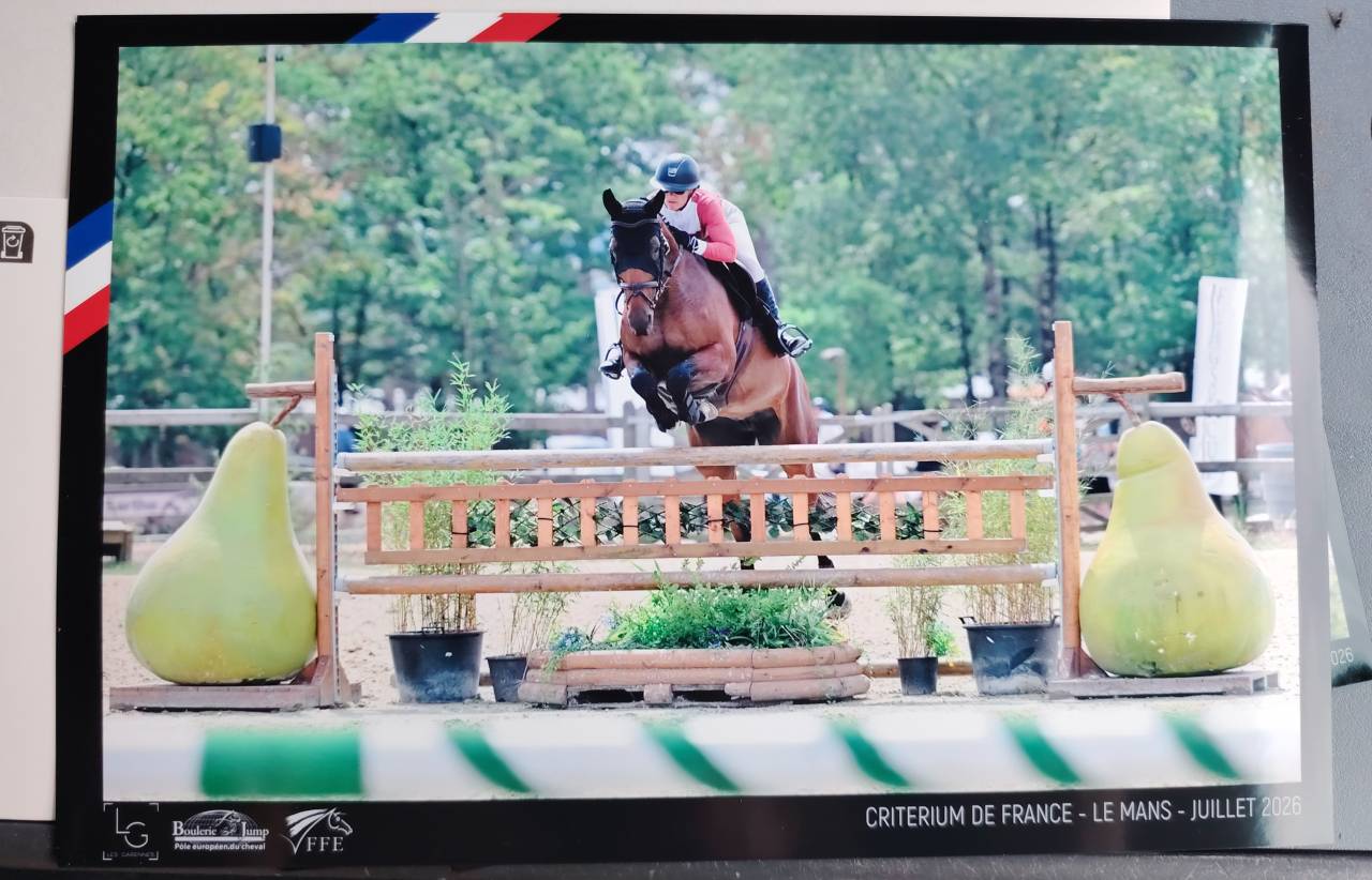 Cavalla Sella Francese In vendita 2018 Baio ,  monte bellini