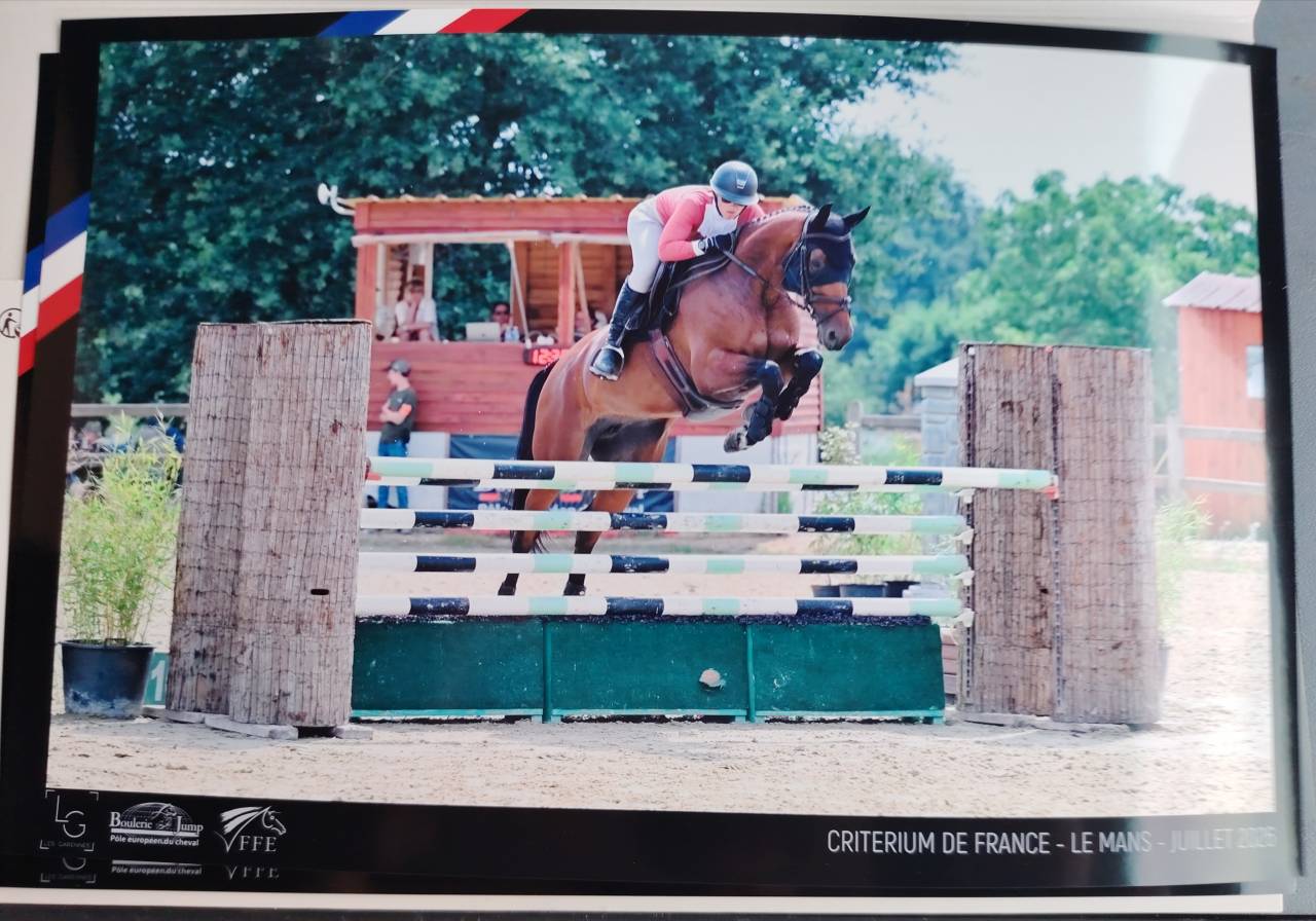 Cavalla Sella Francese In vendita 2018 Baio ,  monte bellini