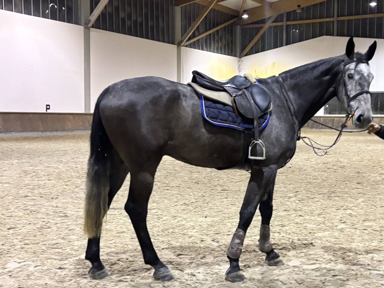 Castrone Zangersheide In vendita 2021 Grigio ,  Aganix du Seigneur