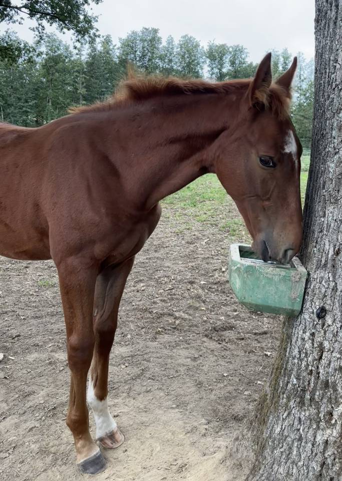Puledro Sella Francese In vendita 2026 Sauro brul&eacute; ,  Vagabond de la Pomme