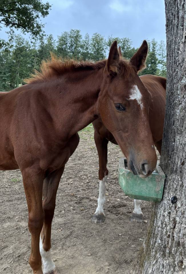 Puledro Sella Francese In vendita 2026 Sauro brul&eacute; ,  Vagabond de la Pomme