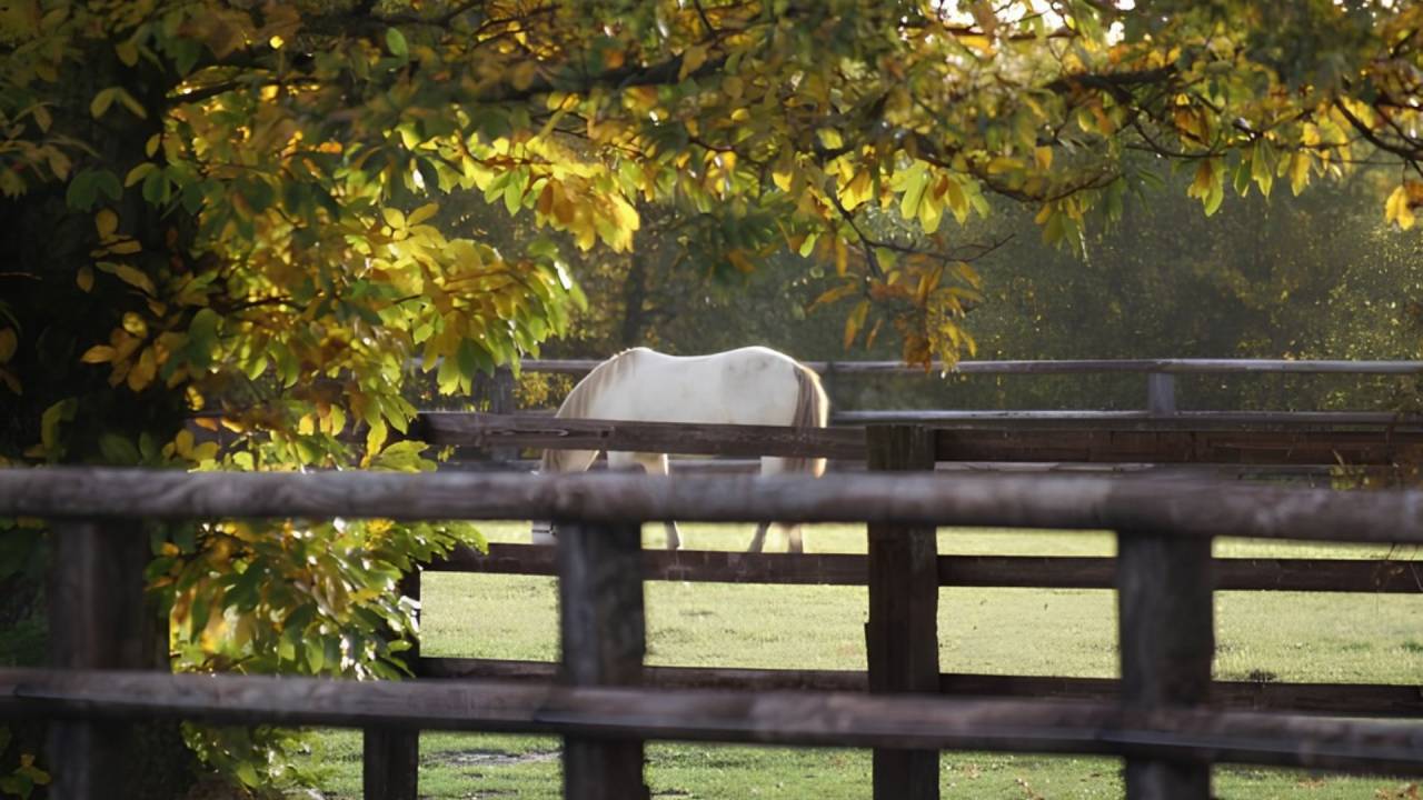 Propriet&agrave; equestre In vendita Loir-et-Cher