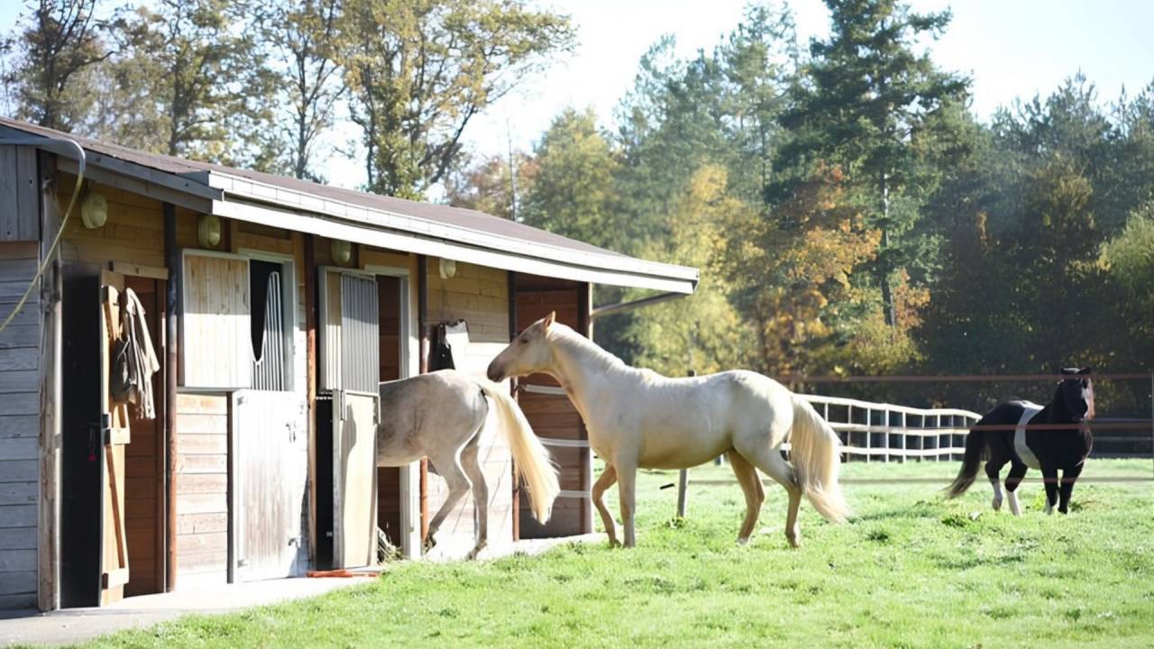 Propriet&agrave; equestre In vendita Loir-et-Cher