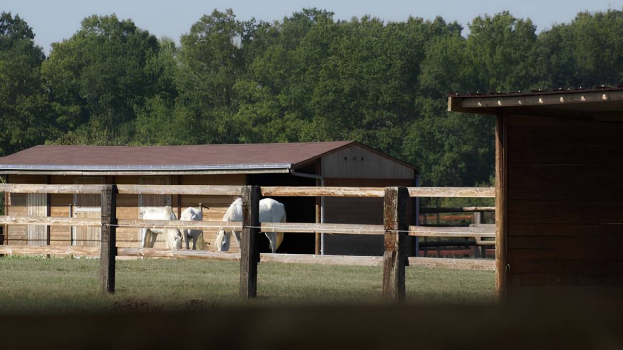 Propriet&agrave; equestre In vendita Loir-et-Cher
