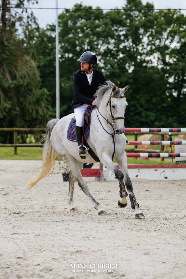 Castrone Sella Francese In vendita 2019 Grigio