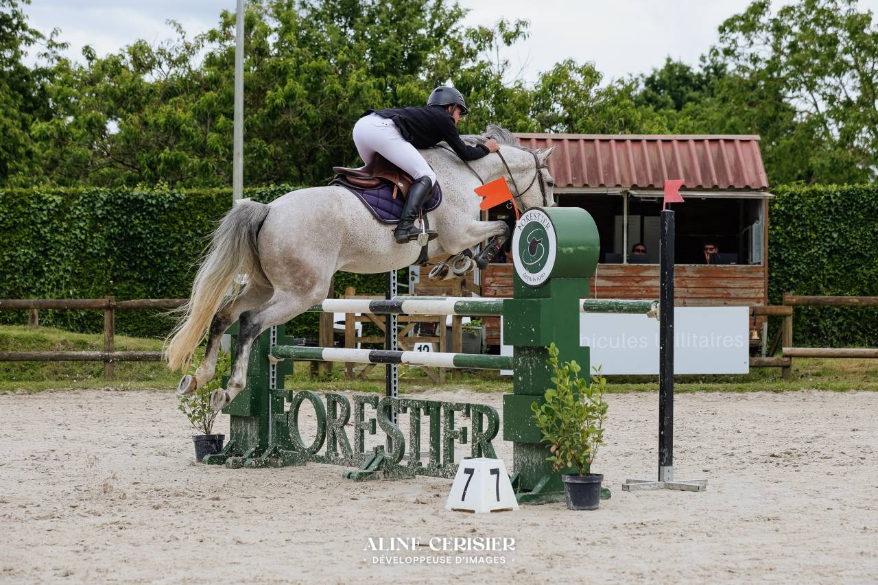 Castrone Sella Francese In vendita 2019 Grigio