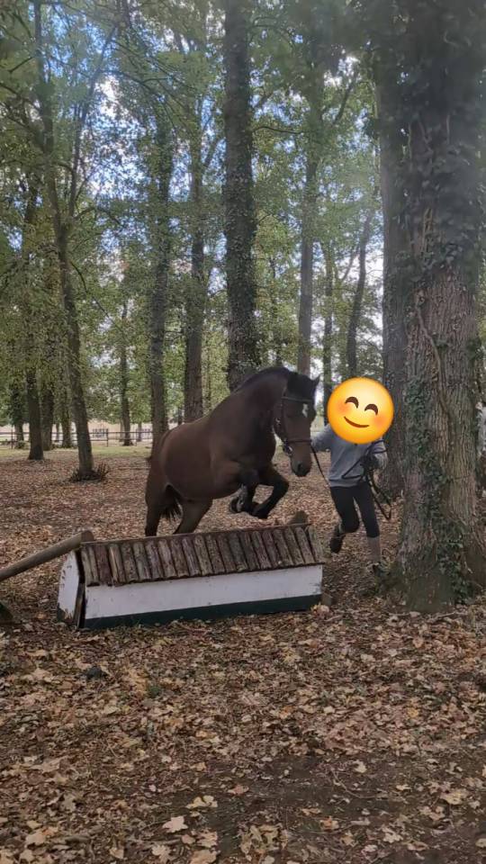 Castrone PFS Pony Francese da Sella In vendita 2023 Baio