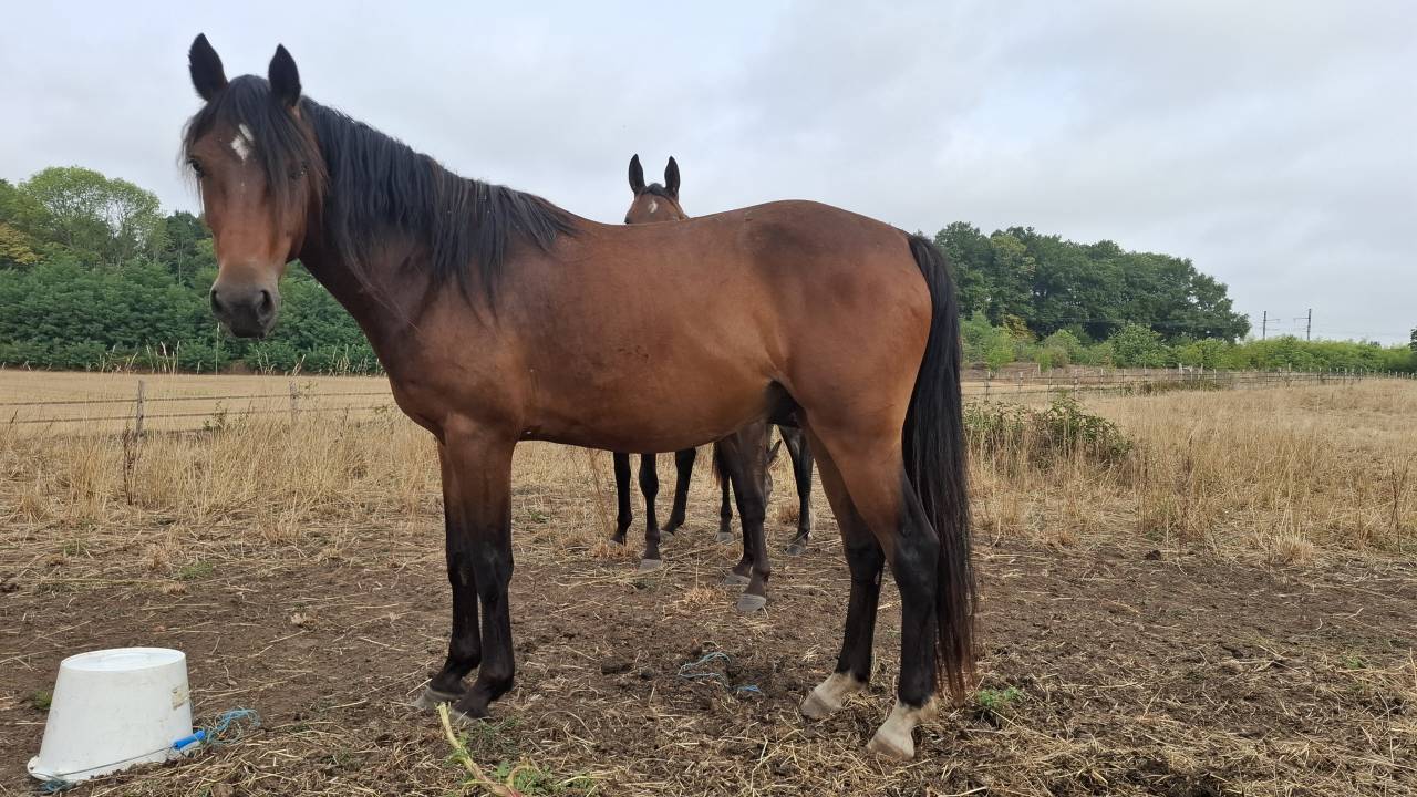Castrone PFS Pony Francese da Sella In vendita 2023 Baio