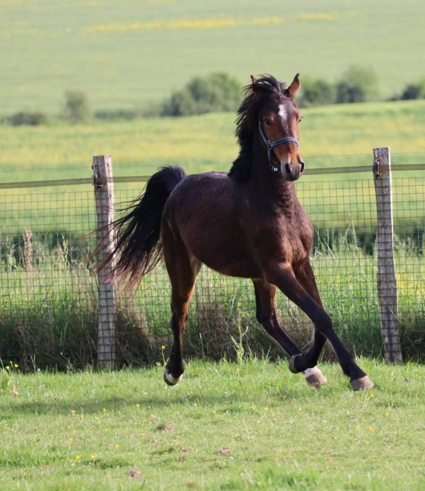 Castrone PFS Pony Francese da Sella In vendita 2023 Baio