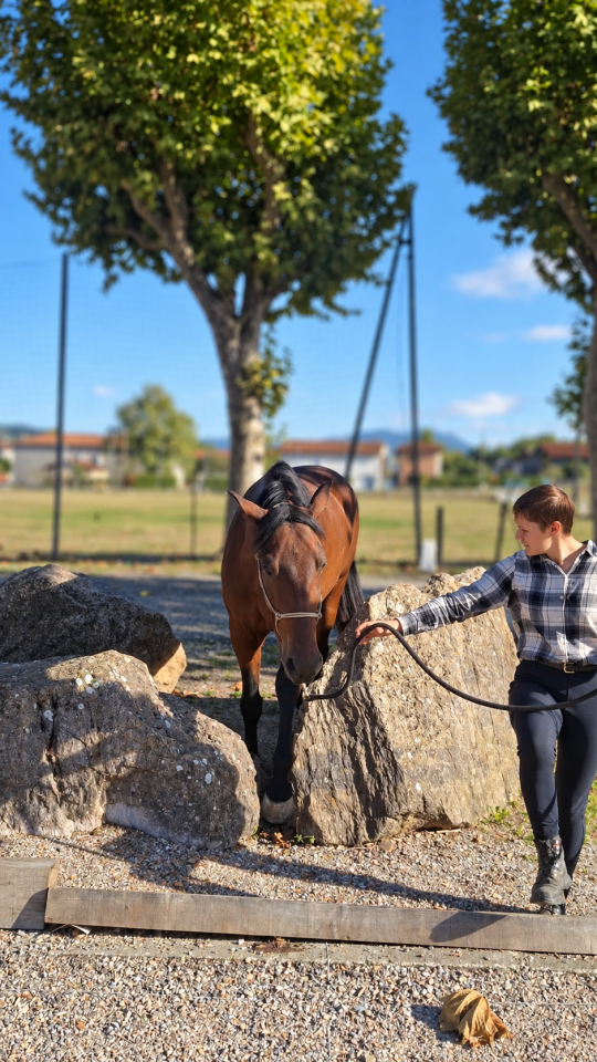 Castrone PRE Andaluso In vendita 2023 Baio