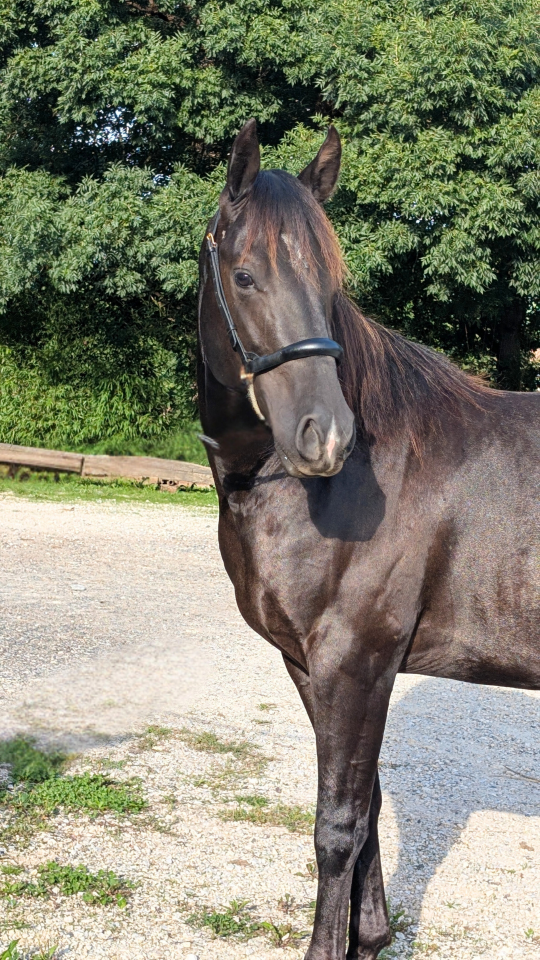 Intero Quarter Horse In vendita 2023 Nero