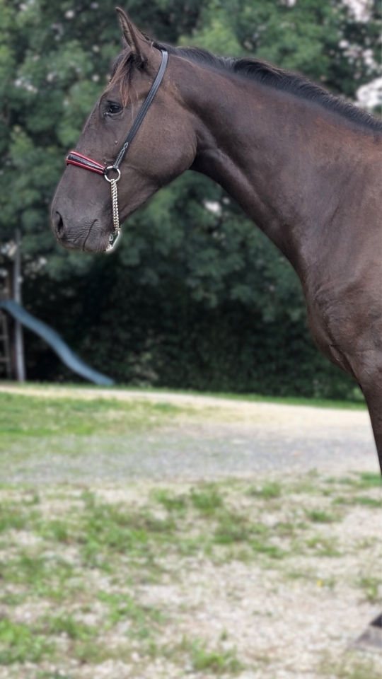 Cavalla PRE Andaluso In vendita 2023 Nero ,  Spirit XLVIII 
