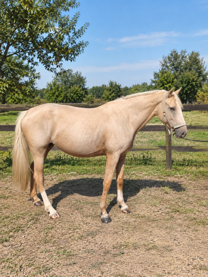 Cavalla AES Anglo European Studbook In vendita 2021 Palomino ,  Misterio