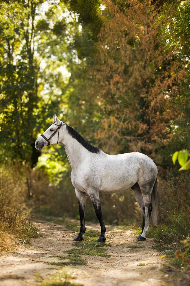 Castrone Sella Francese In vendita 2018 Grigio ,  Breemersen Adorado
