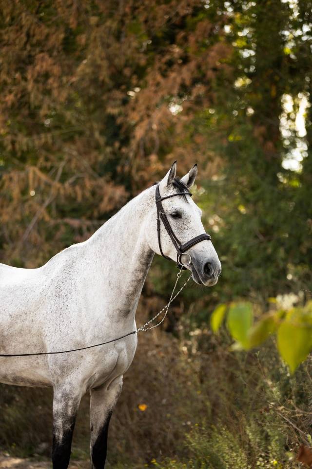 Castrone Sella Francese In vendita 2018 Grigio ,  Breemersen Adorado